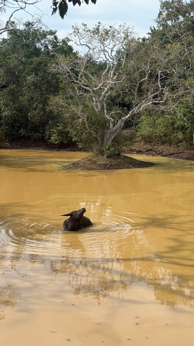 锡兰度假村-旅行者