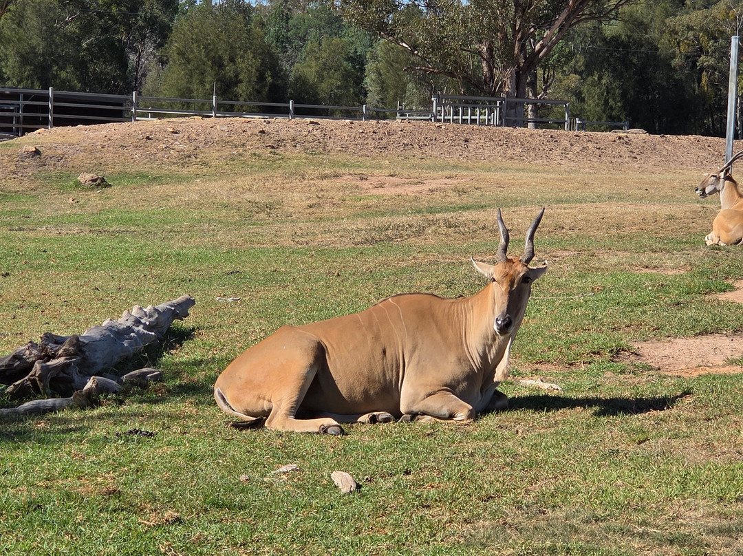 Taronga Western Plains Zoo-达博必去景点