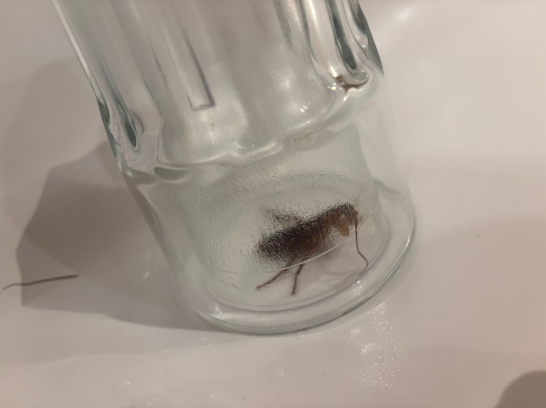 佩斯塔纳波尔图圣海滩度假村（食宿全包）主图