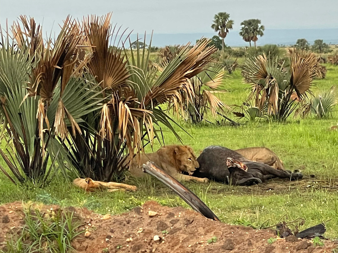 Murchison Falls-Murchison Falls National Park必去景点