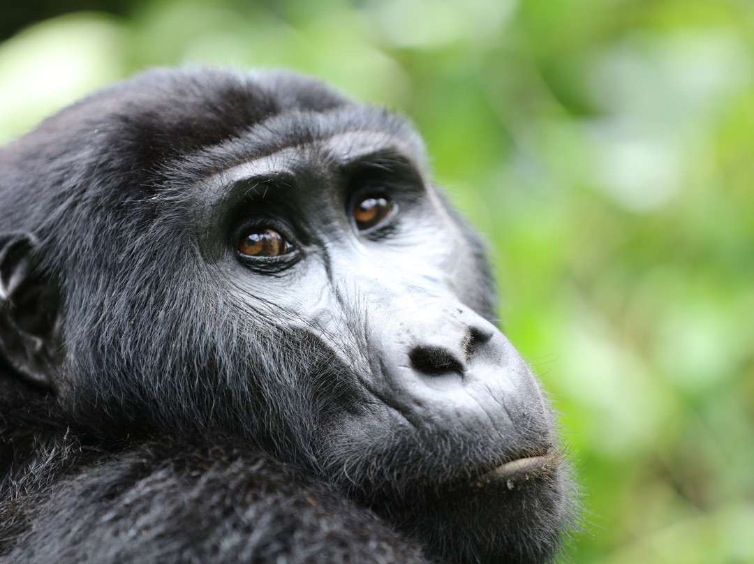 Big Apes Africa Safaris-坎帕拉必去景点
