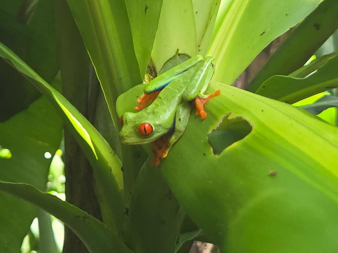 Tours with Frank the Tank Costa Rica-利比里亚必去景点