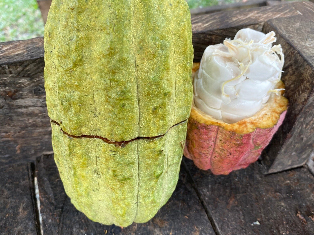 Bohol Chocolate Farm-Sagbayan必去景点