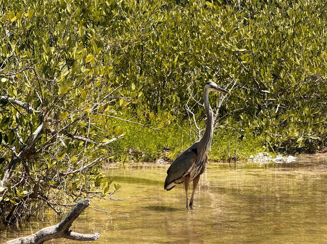 Flamingo & Nature Tours By William Canto-里奥拉加托斯必去景点