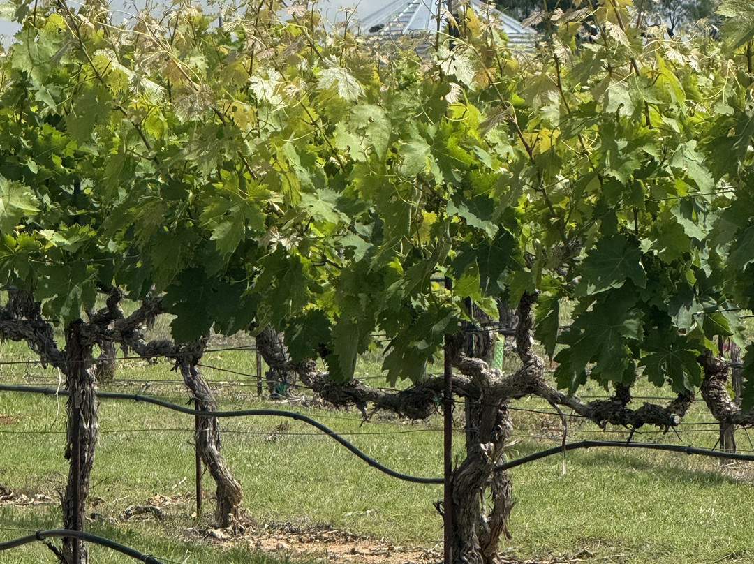 Grape Creek Vineyards Fredericksburg-弗雷德里克斯堡必去景点