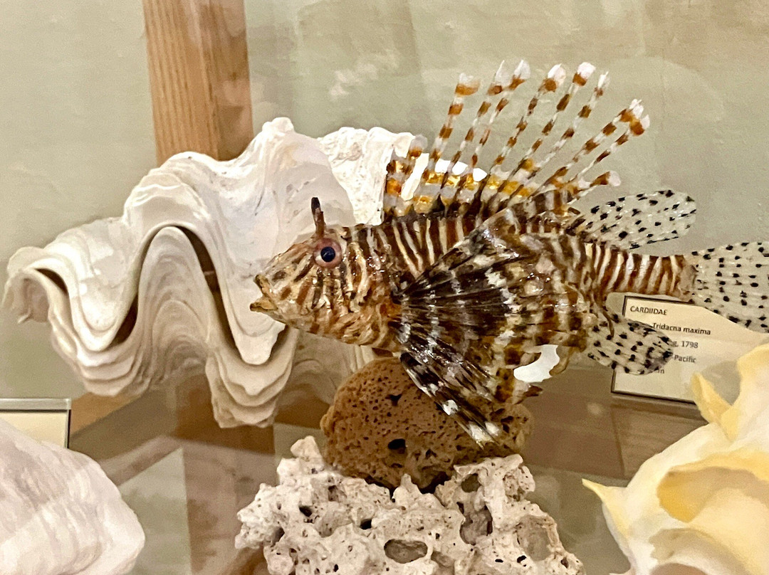Glossus Humanus, Shell Museum Cavtat-察夫塔特必去景点