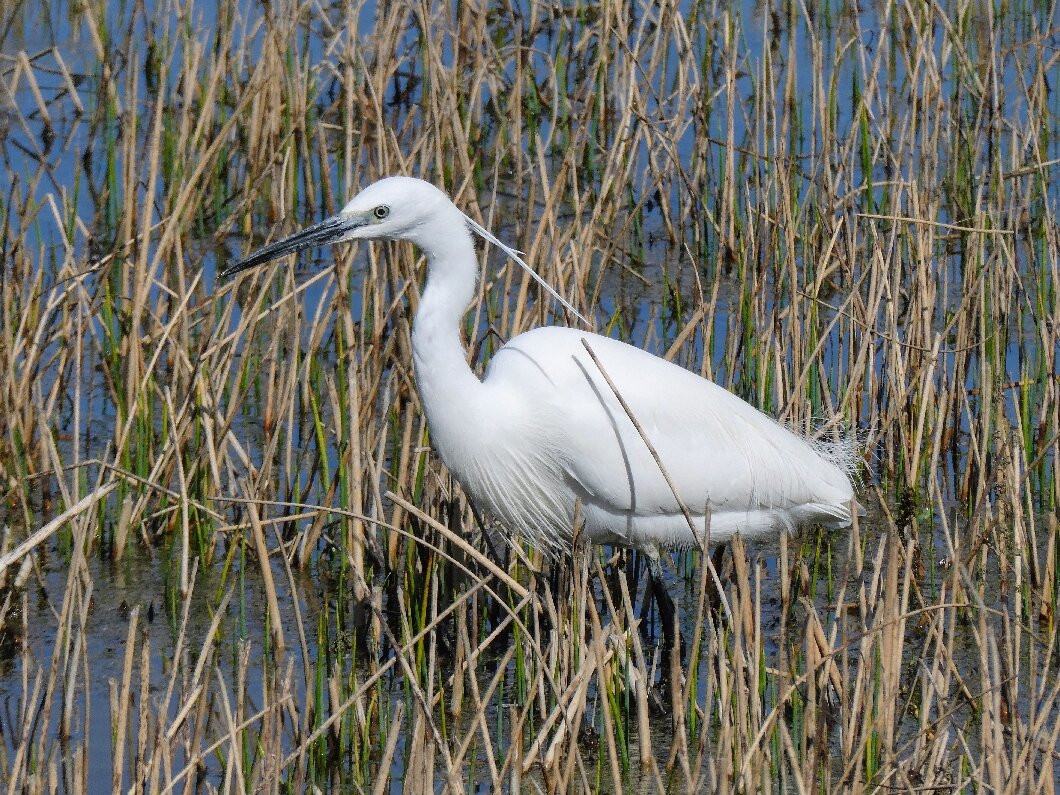 RSPB Saltholme-米德尔斯堡必去景点