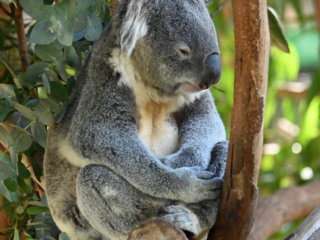 Featherdale Sydney Wildlife Park-Doonside必去景点