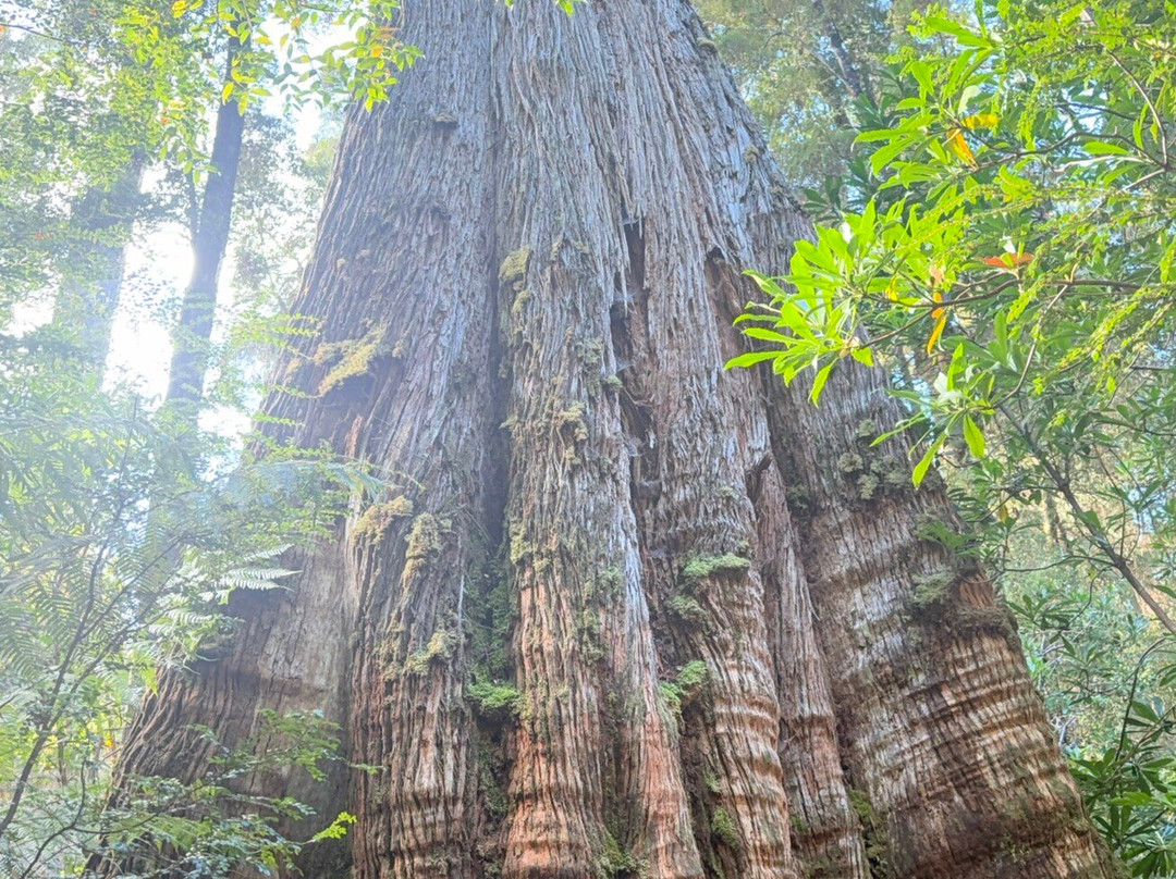 Tahune Adventures-Geeveston必去景点