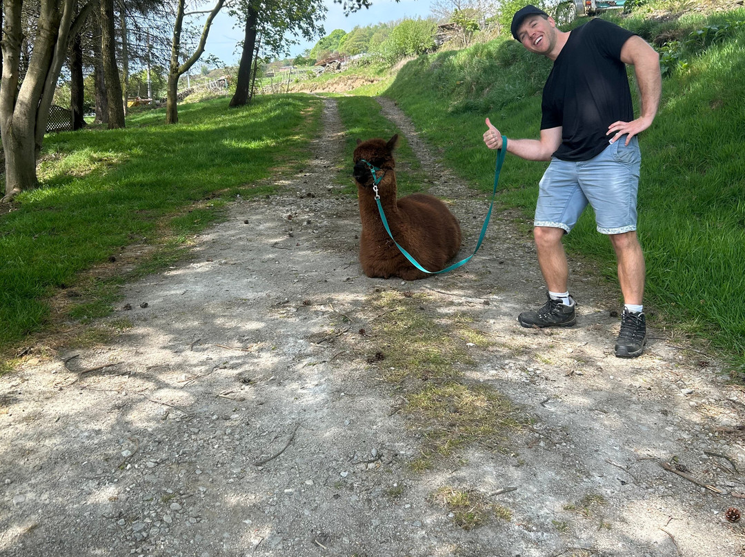 Naze View Farm Alpaca Experience-Whaley Bridge必去景点