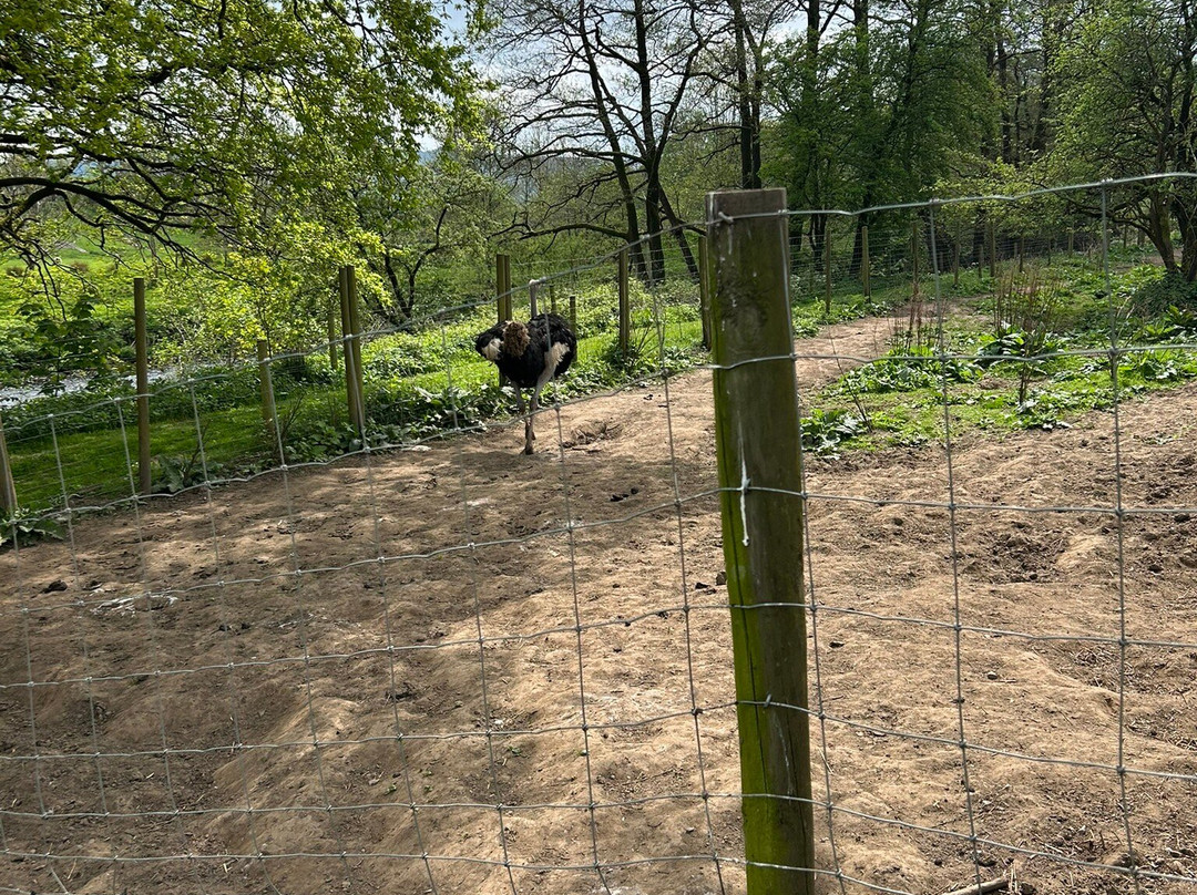 Bowland Wild Boar Park-普雷斯顿必去景点