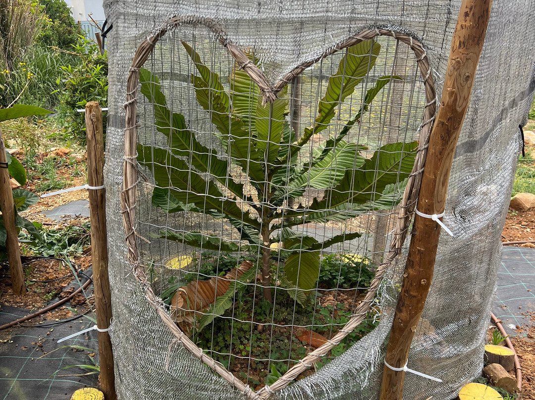 Orchard Of Flavours Botanical Garden-Luz de Tavira必去景点
