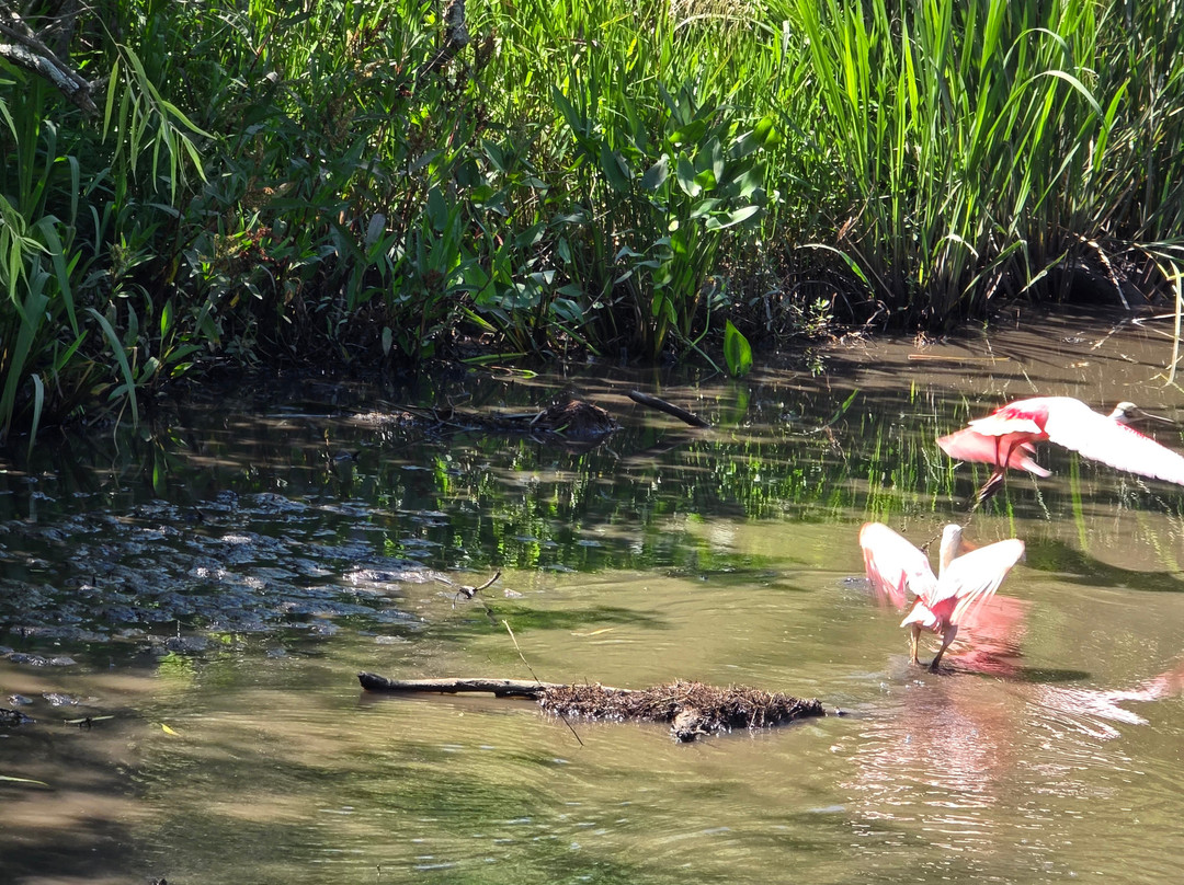 Ragin Cajun Airboat Tours-新奥尔良必去景点