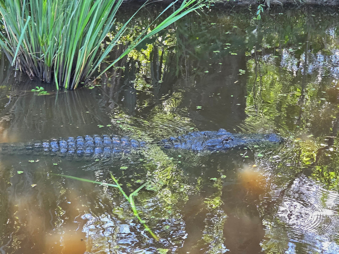 Ragin Cajun Airboat Tours-新奥尔良必去景点