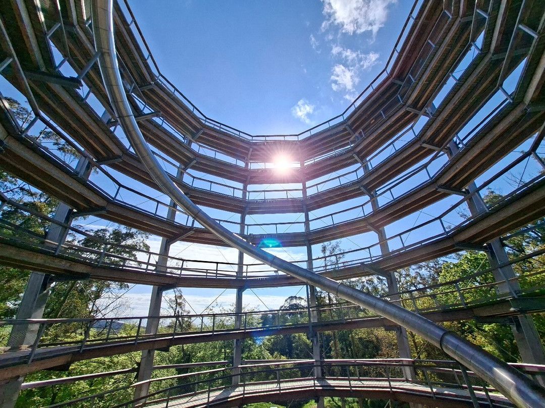 Treetop Walk Avondale