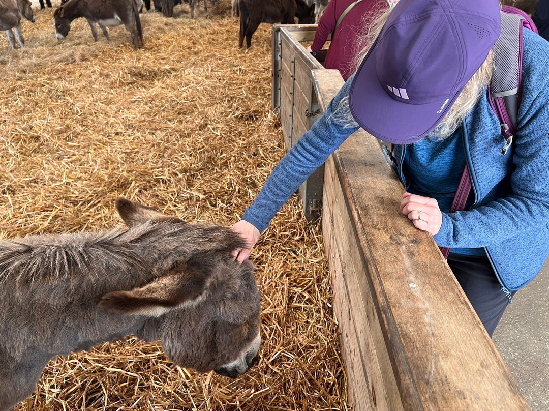 The Flicka Foundation - Donkey Sanctuary-Penryn必去景点