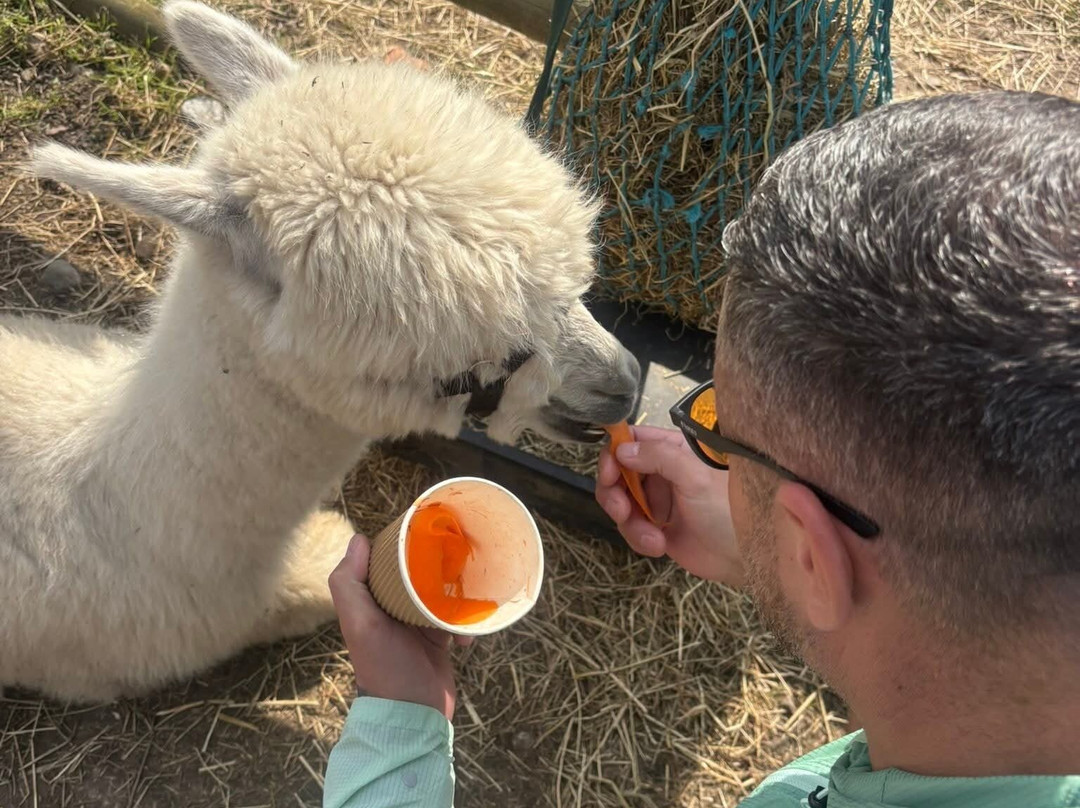 Woodlands Alpaca Farm-沃灵顿必去景点