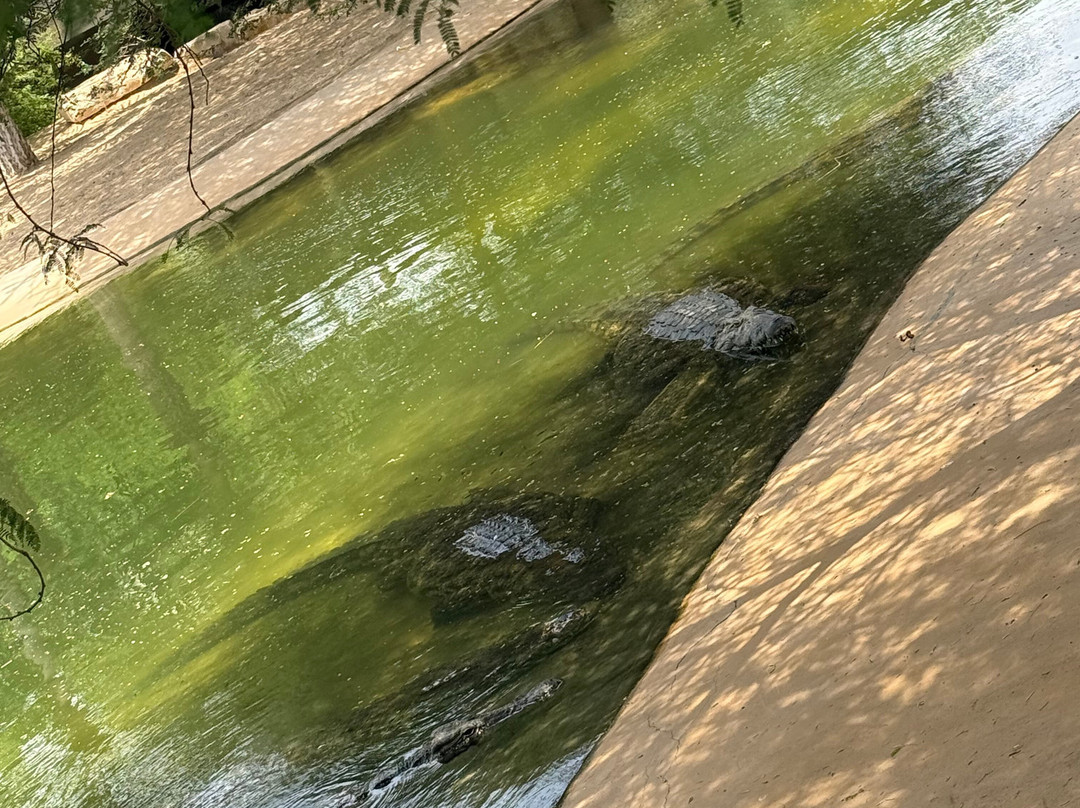 Dubai Crocodile Park-迪拜必去景点