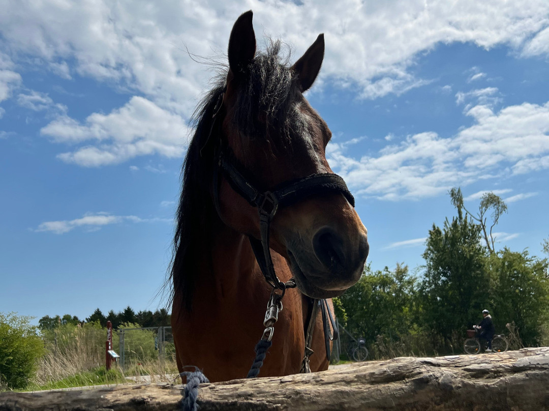 Amagervoksenridetur