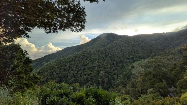 旦提卡云中森林旅社-旅行者
