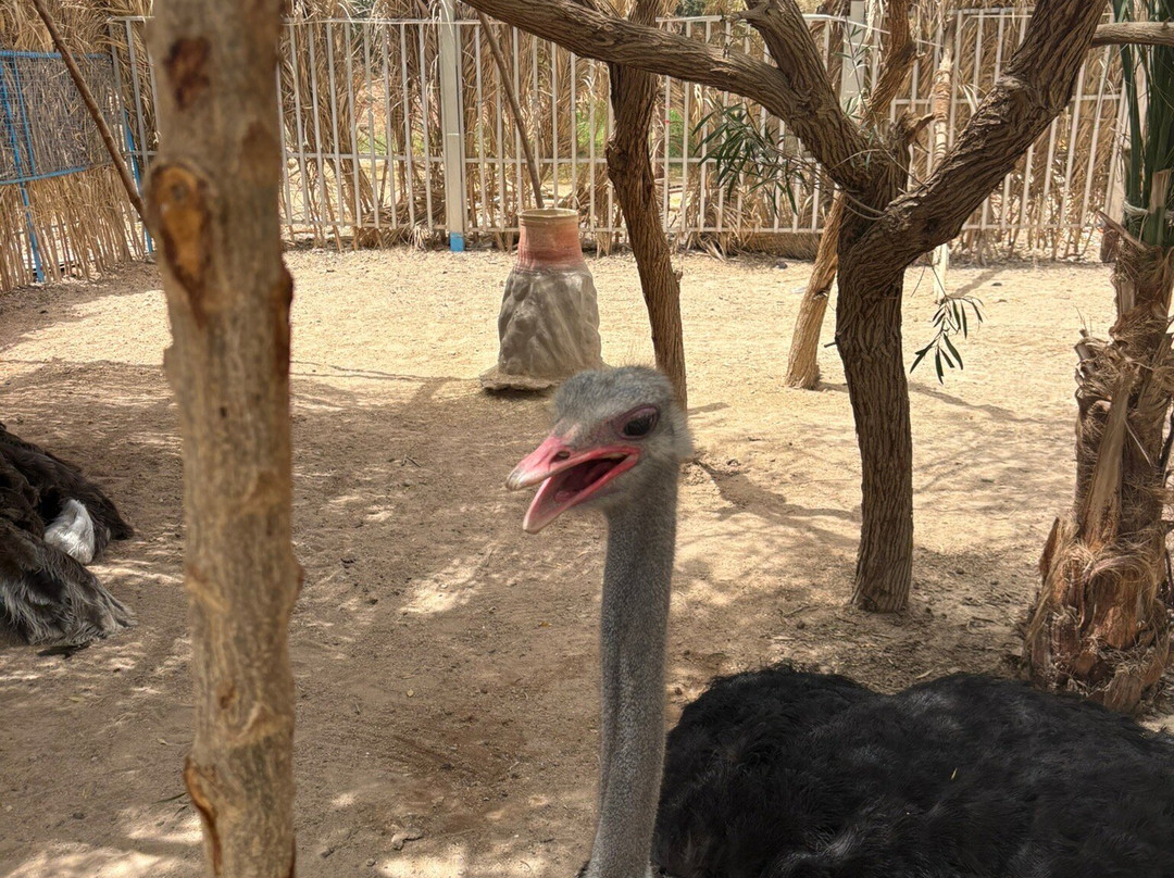 Hurghada Grand Aquarium-赫尔格达必去景点