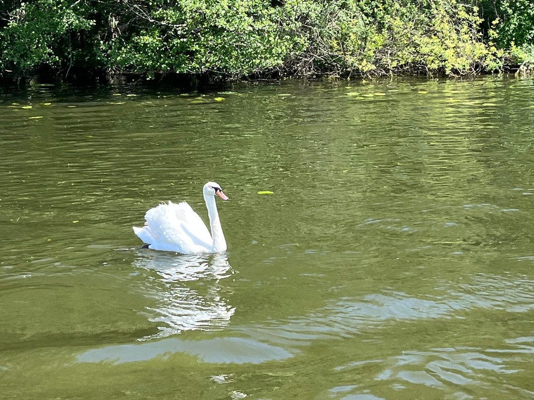 Broads Tours River Trips-罗克瑟姆必去景点