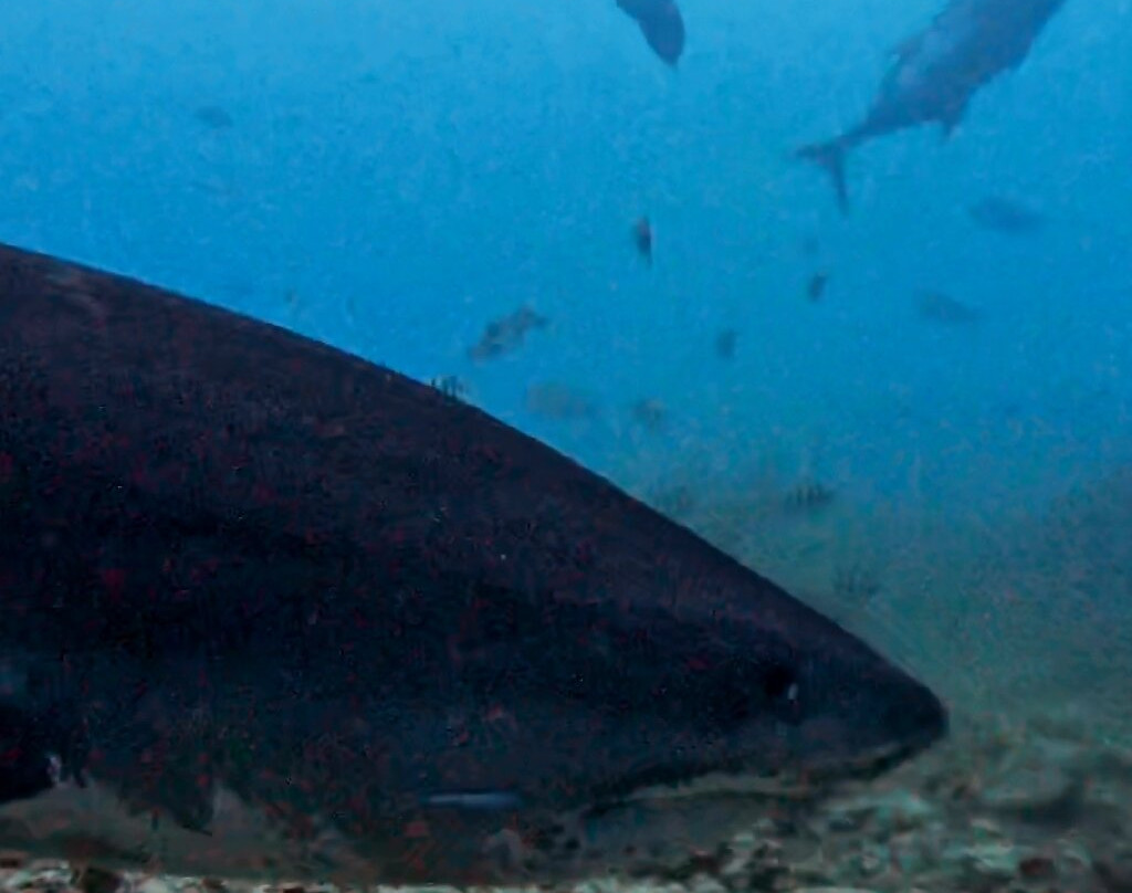 Fuvahmulah Scuba Club主图