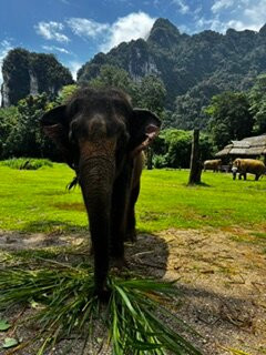 Elephant Hills主图