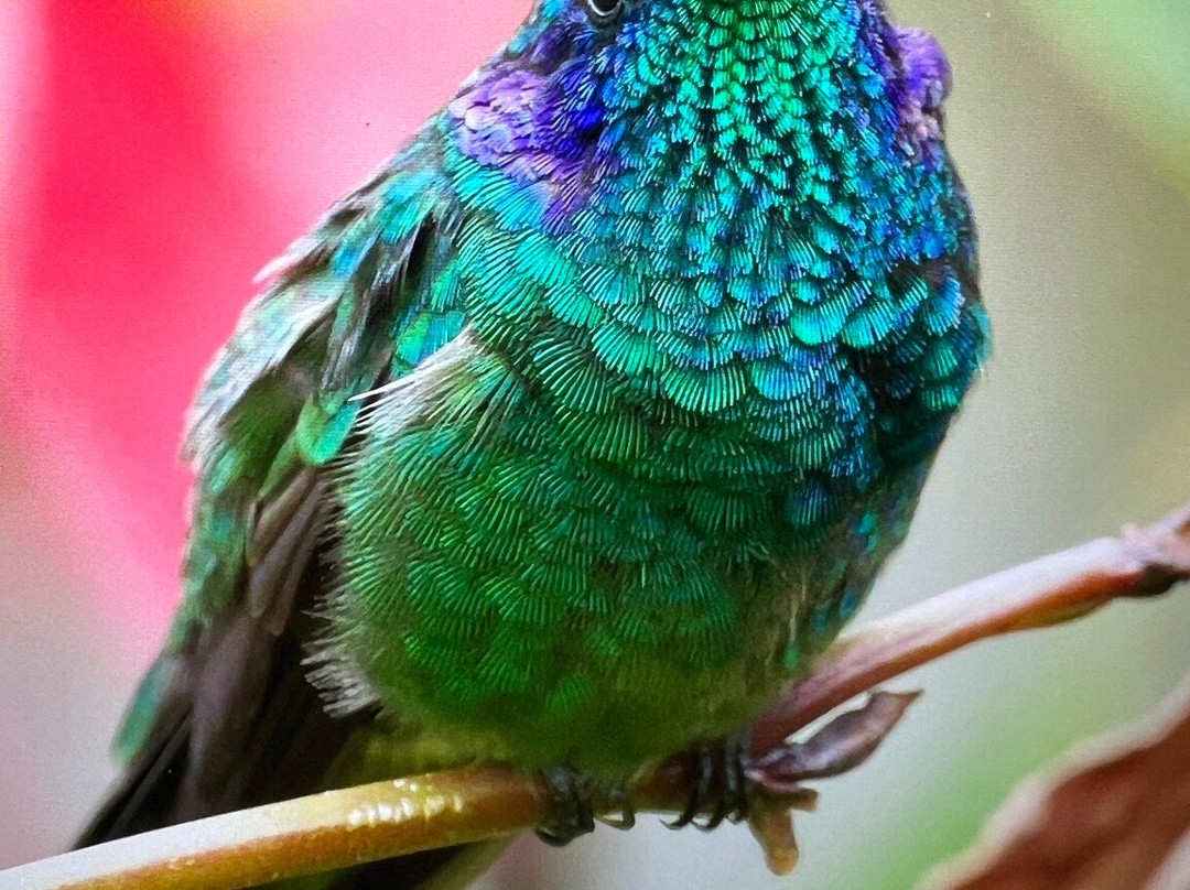 Costa Rica Focus-圣何塞必去景点