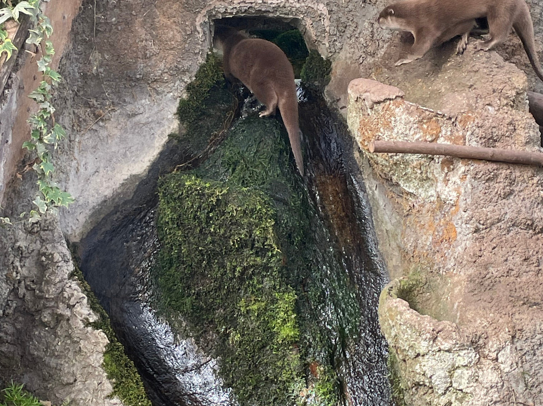 New Forest Wildlife Park-Ashurst必去景点