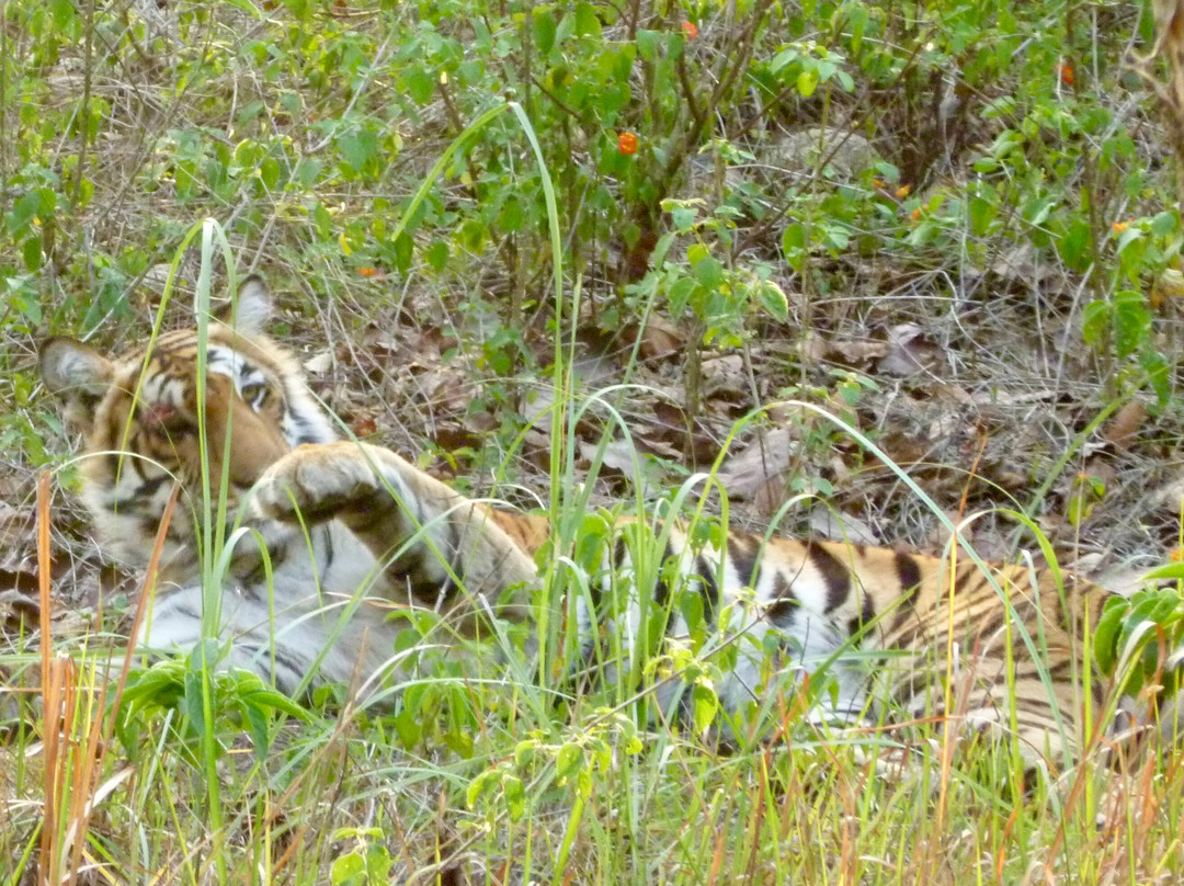Corbett Safari-Jim Corbett National Park必去景点