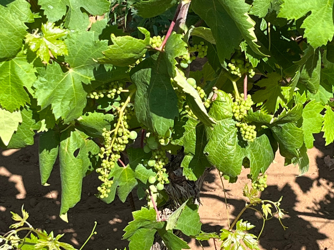 Popic Winery Lumbarda-伦巴达必去景点