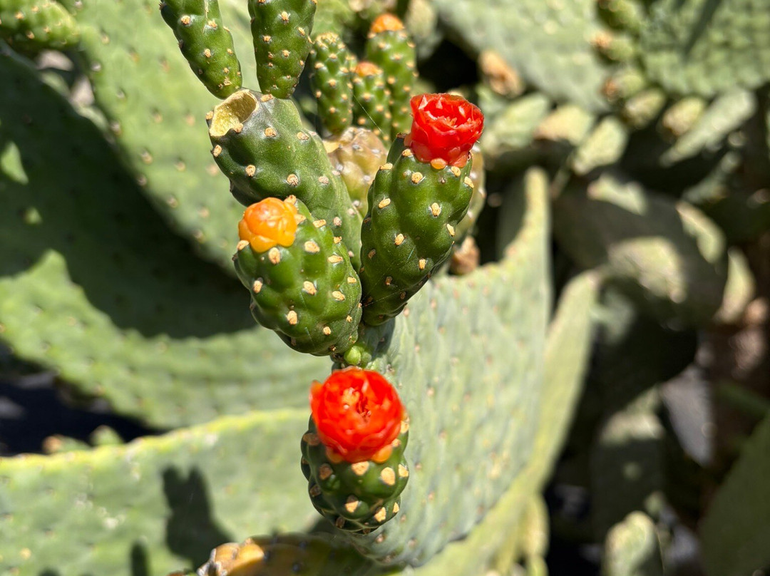Jardin de Cactus-Guatiza必去景点