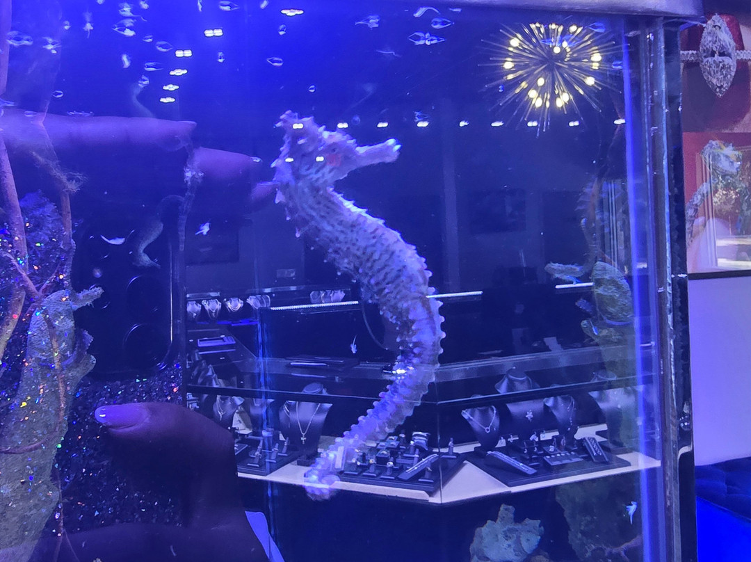 Boca Aquarium-博卡拉顿必去景点