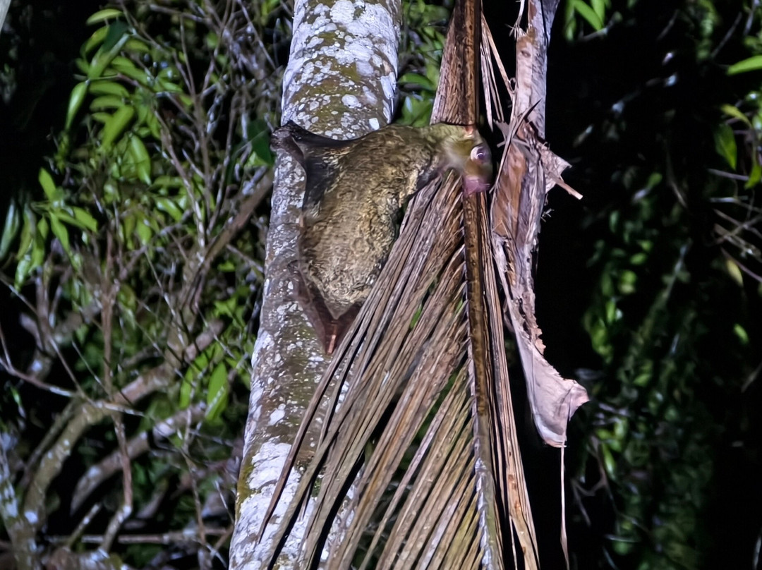 1StopBorneo Wildlife-斗湖必去景点