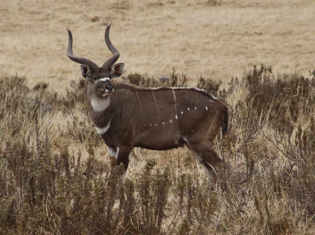 Bale Mountains National Park-Goba必去景点