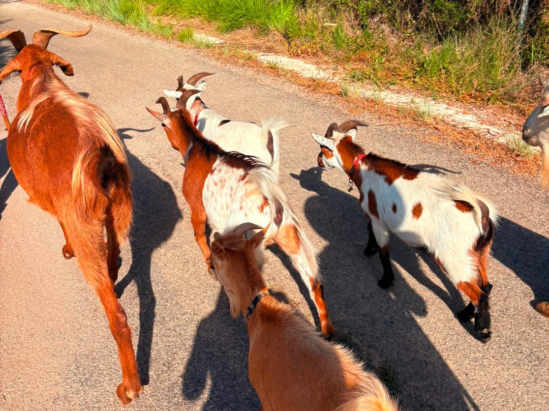 Euro Goat Trekkers-Tarbena必去景点