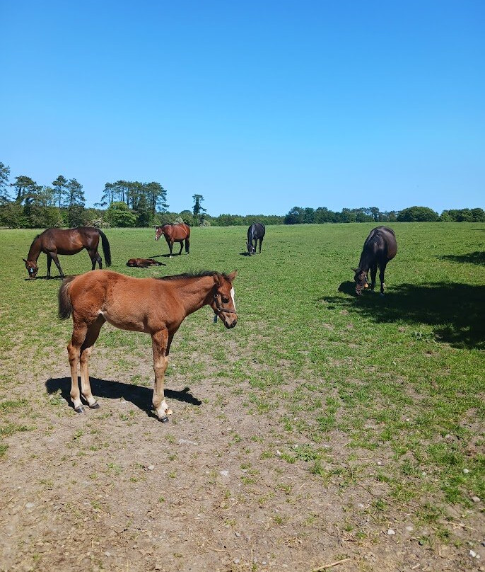 Irish National Stud & Gardens-Tully必去景点