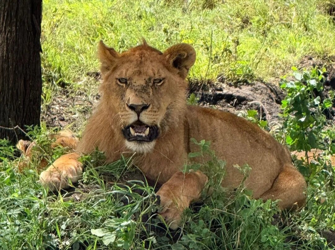 Destinations Kenya Safari-内罗毕必去景点