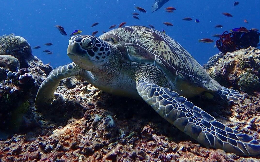 Gili Scuba Diving-吉利特拉万安必去景点