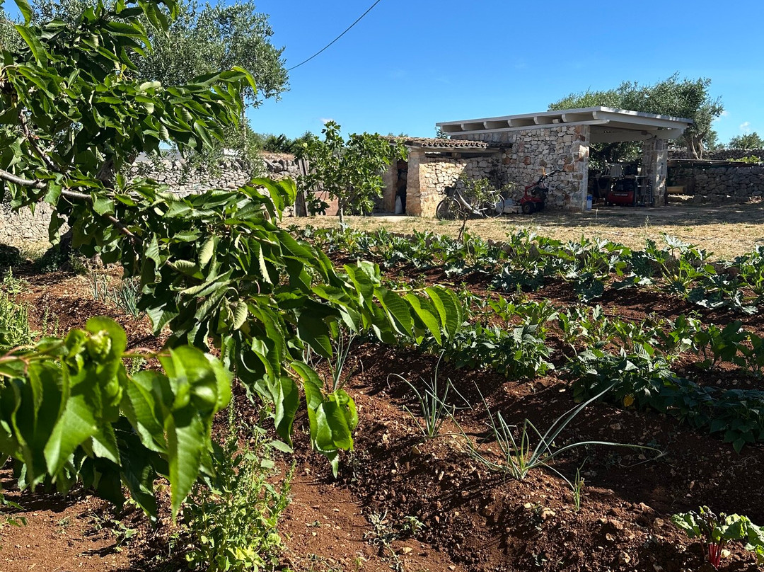 Masseria Trulli&Stelle B&B主图