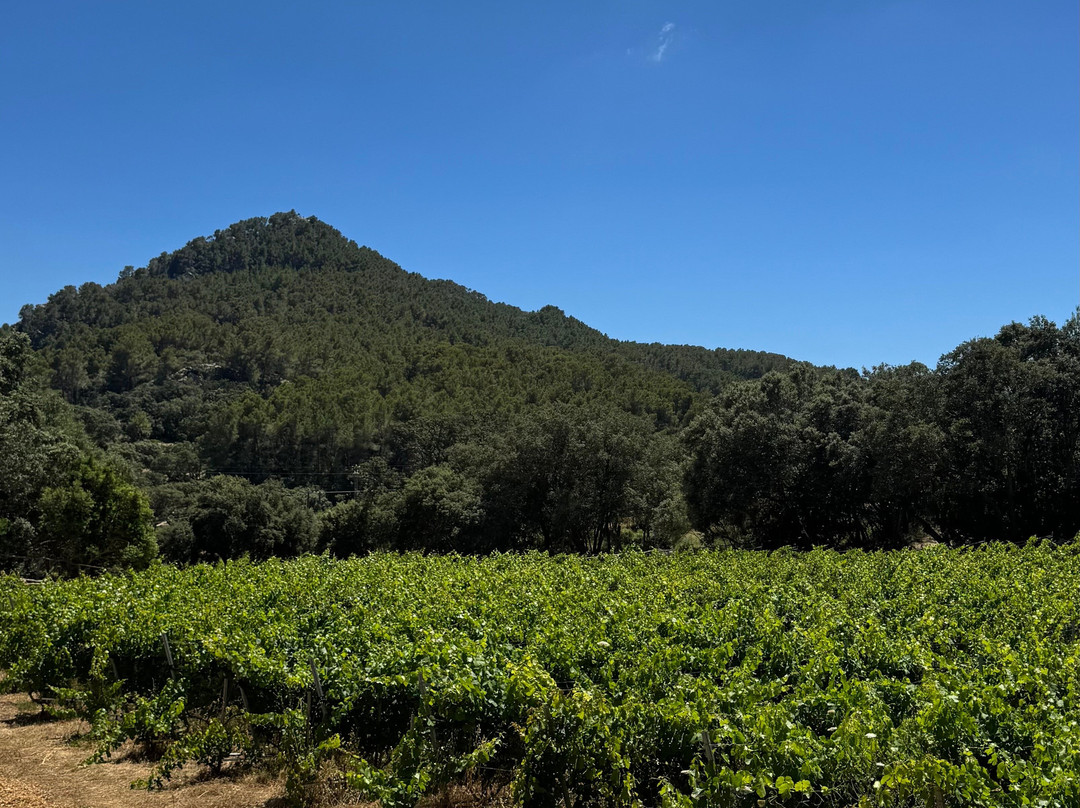 Bodega Terra Ión-Andratx必去景点