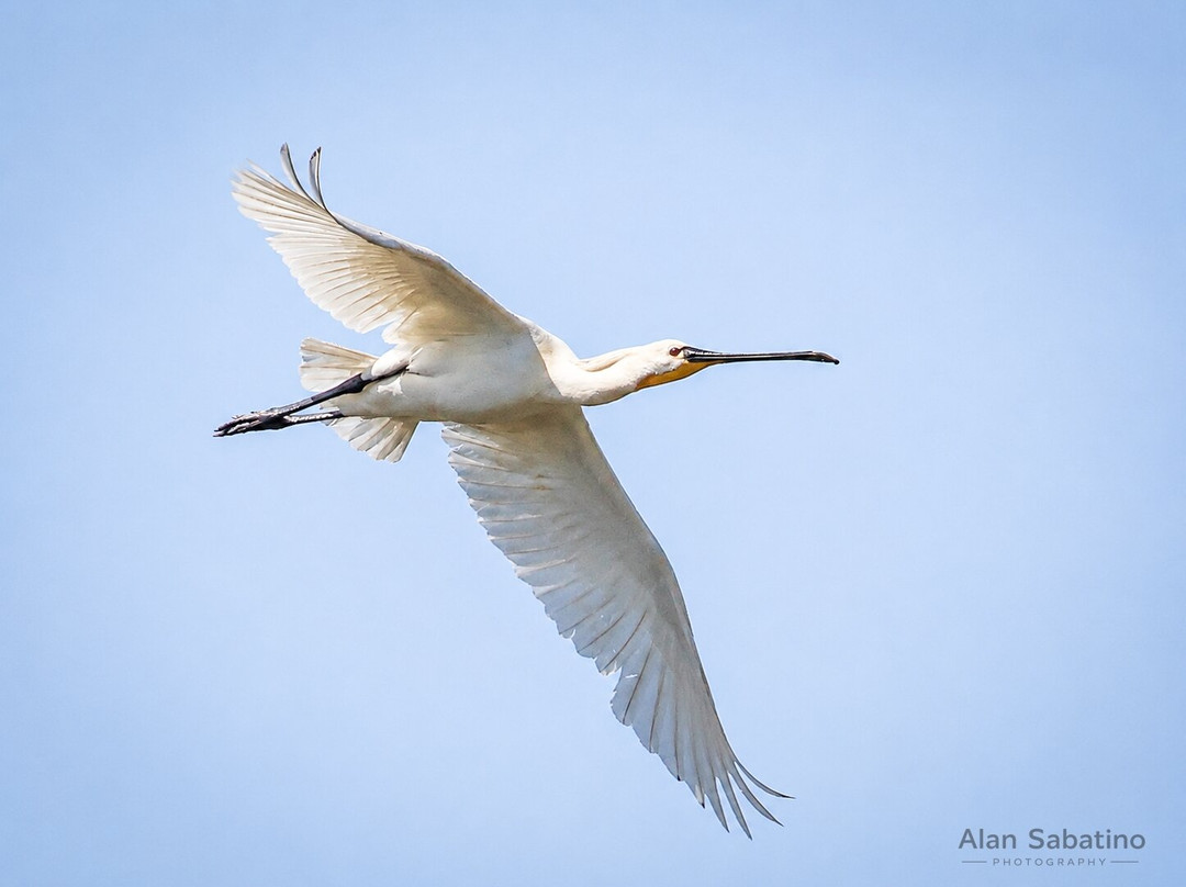 RSPB Fairburn Ings nature reserve-Castleford必去景点