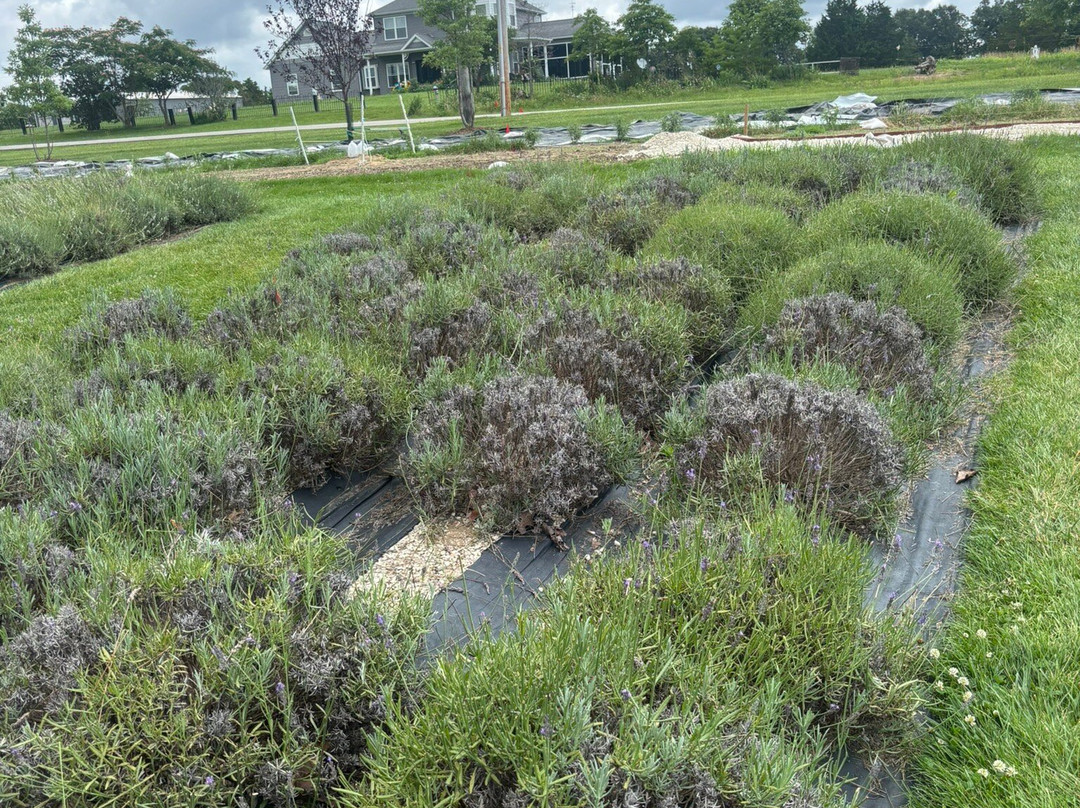 Long Row Lavender-Wright City必去景点