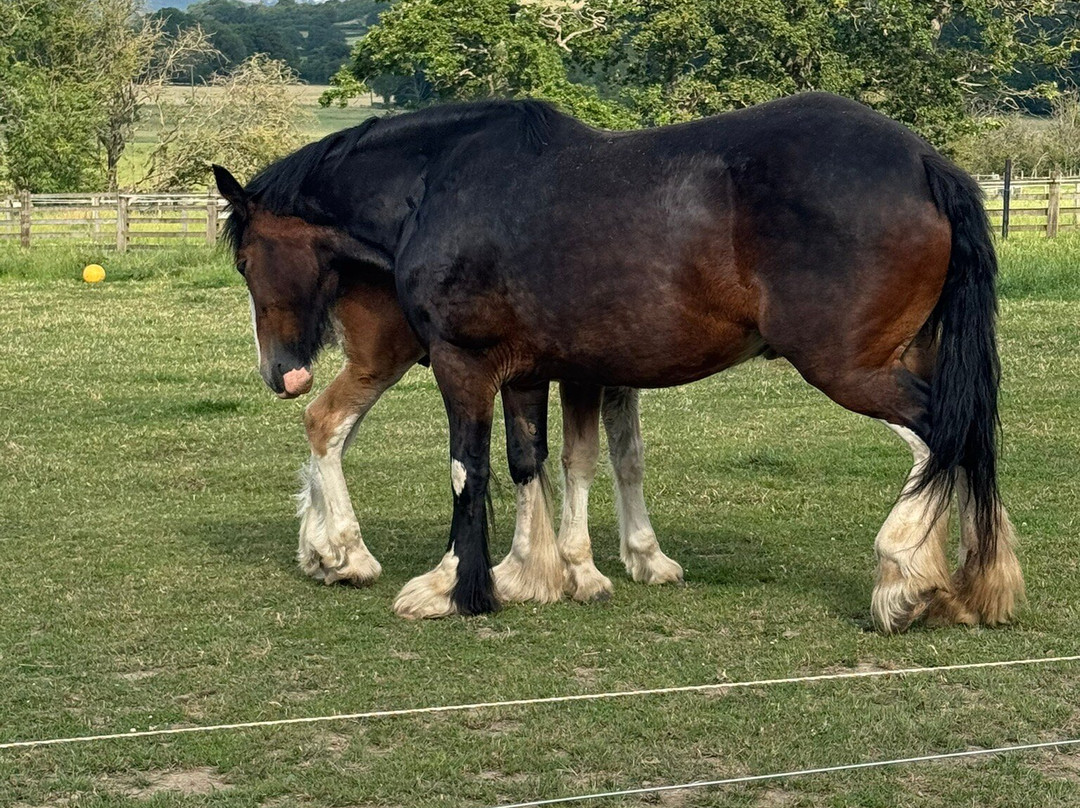 Cannon Hall Farm-Cawthorne必去景点