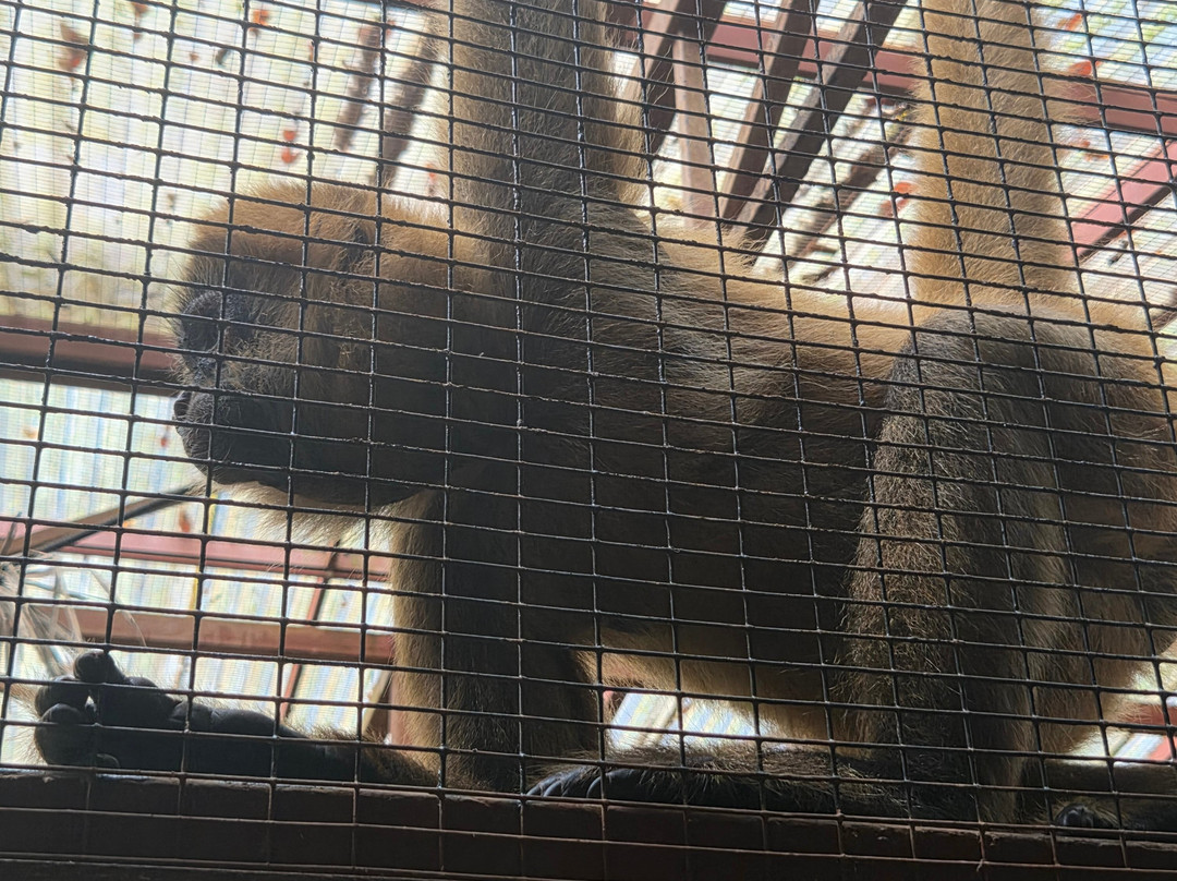 Jaguar Rescue Center-旧港必去景点