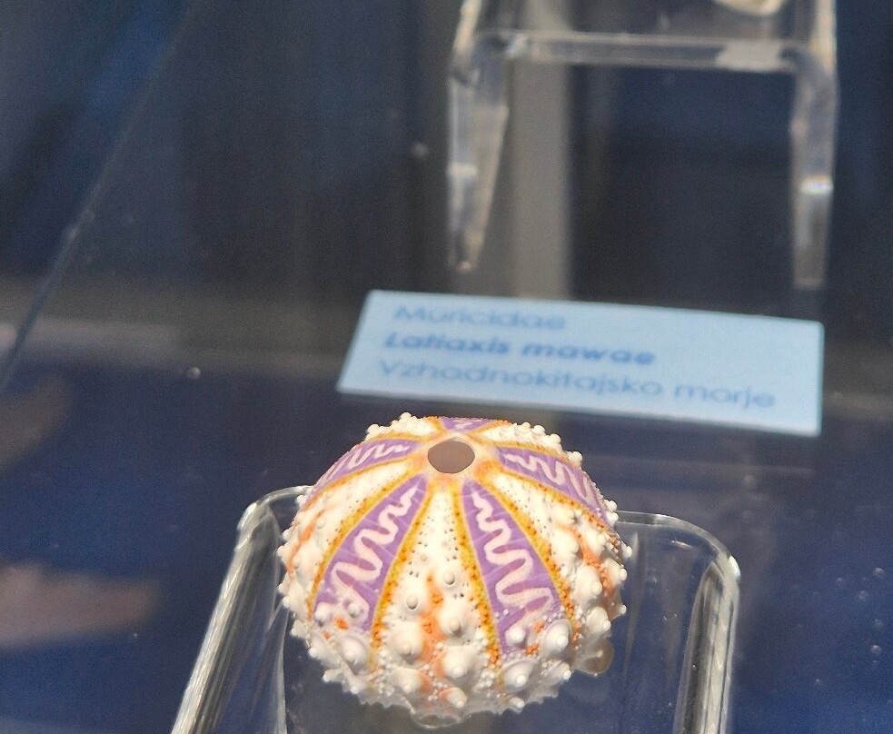Magical World of Shells Museum-皮兰必去景点