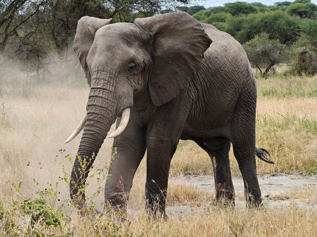 Tarangire National Park-塔兰吉雷国家公园必去景点