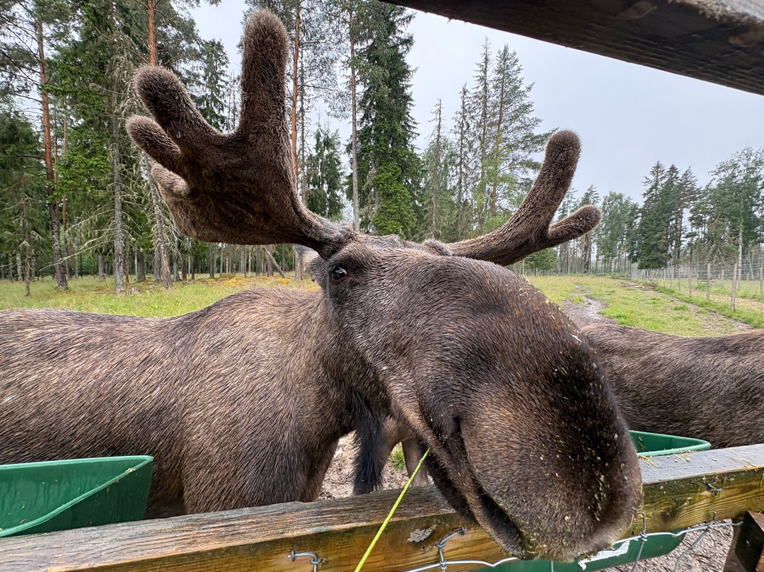 Varmlands Moose Park-Eksharad必去景点