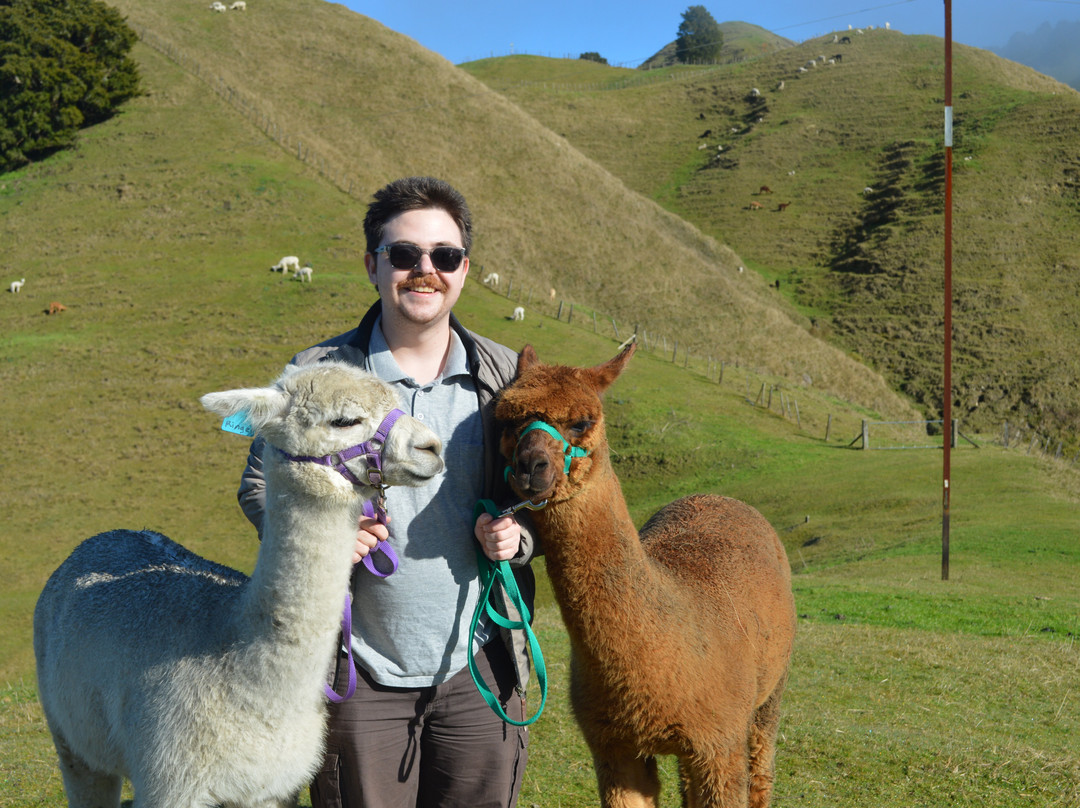 Nevalea Alpacas-Taumarunui必去景点